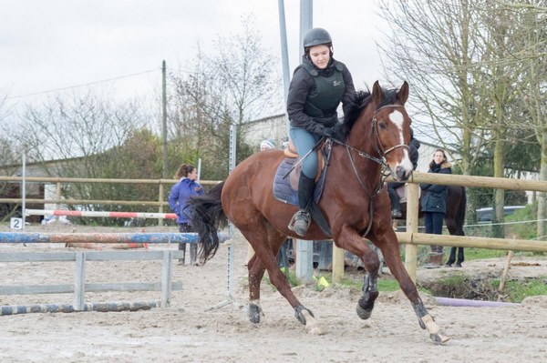 Professionnel du cheval, Mons, Écurie Mons Équitation