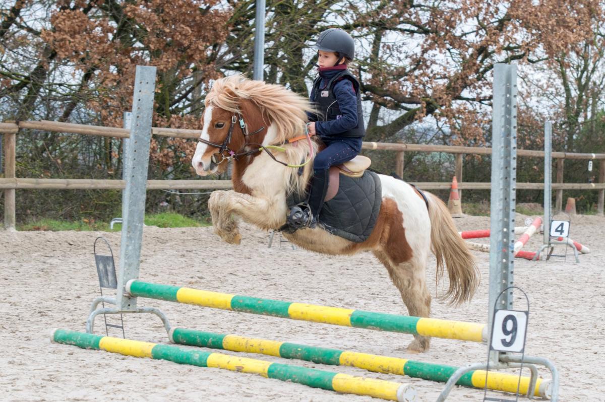 Professionnel du poney, Mons, Écurie Mons Équitation