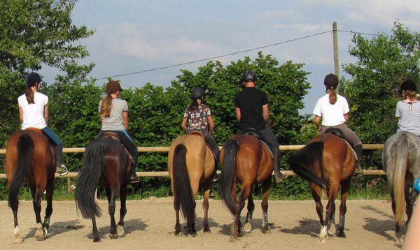 Professionnel du cheval, Mons, Écurie Mons Équitation