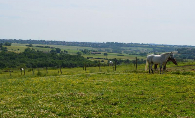 Pension pour chevaux en box, Mons, Écurie Mons Équitation