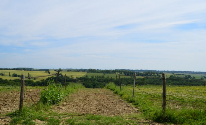 Pension pour chevaux en pré, Mons, Écurie Mons Équitation