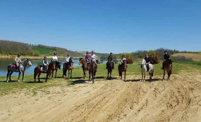 Pension pour chevaux en pré, Mons, Écurie Mons Équitation