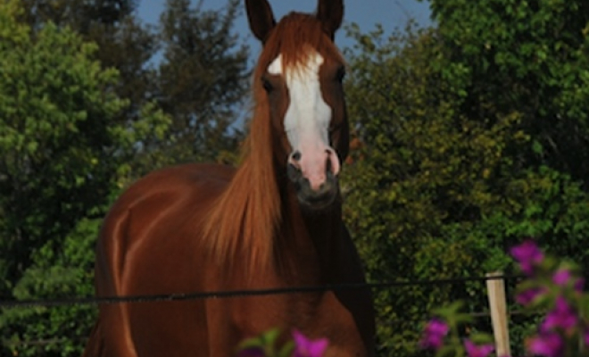 Pension pour chevaux en pré, Mons, Écurie Mons Équitation