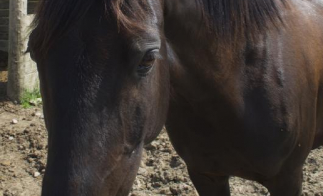 Professionnel du cheval, Mons, Écurie Mons Équitation