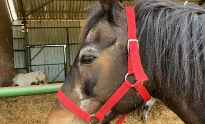 Professionnel du cheval, Mons, Écurie Mons Équitation