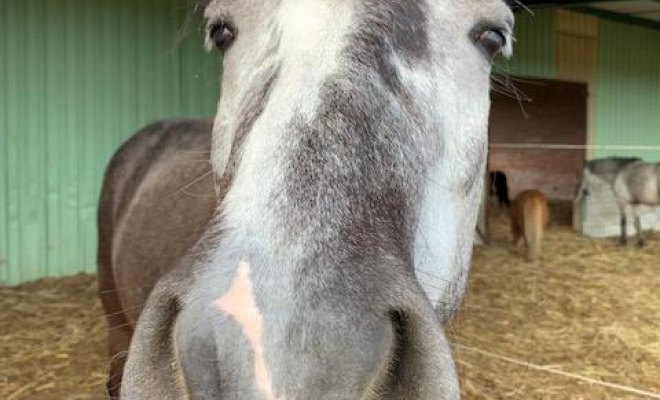 Professionnel du cheval, Mons, Écurie Mons Équitation