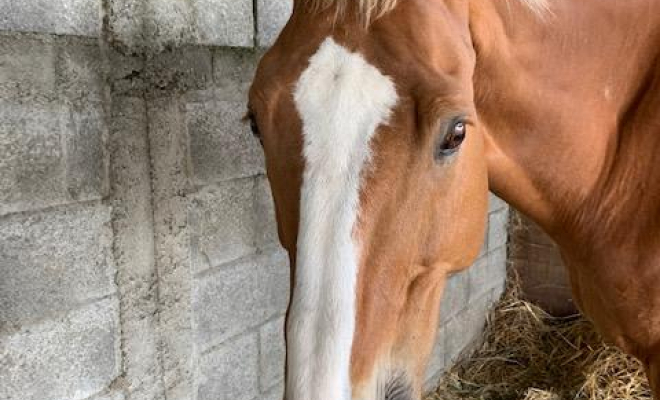 Professionnel du cheval, Mons, Écurie Mons Équitation