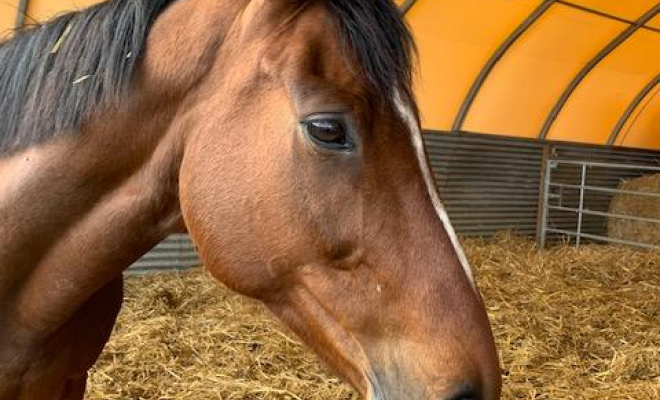 Professionnel du cheval, Mons, Écurie Mons Équitation