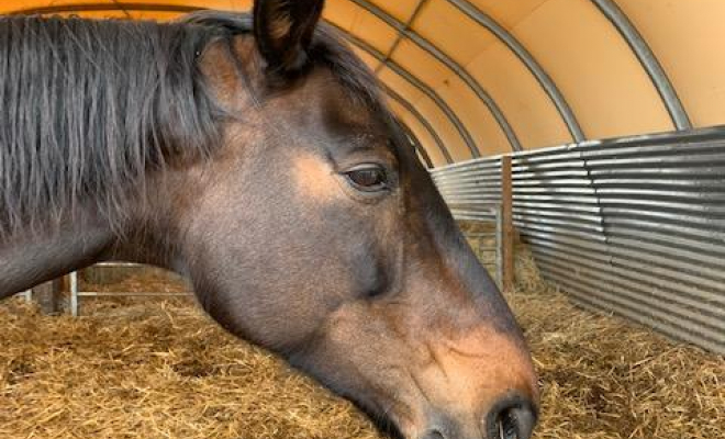 Professionnel du cheval, Mons, Écurie Mons Équitation