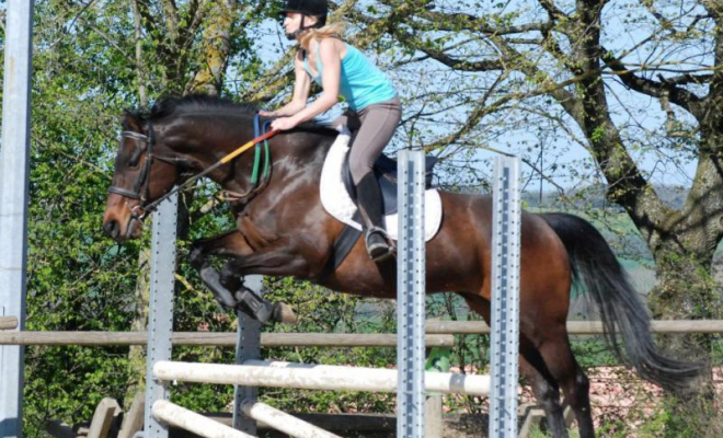 Professionnel du cheval, Mons, Écurie Mons Équitation