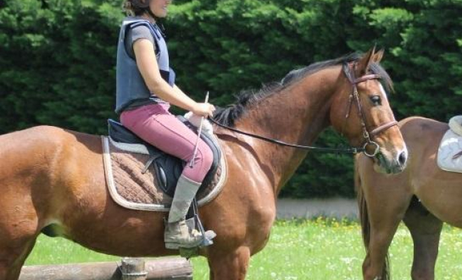 Professionnel du cheval, Mons, Écurie Mons Équitation