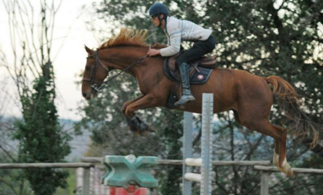 Professionnel du cheval, Mons, Écurie Mons Équitation