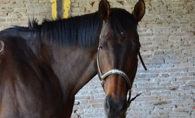 Professionnel du cheval, Mons, Écurie Mons Équitation