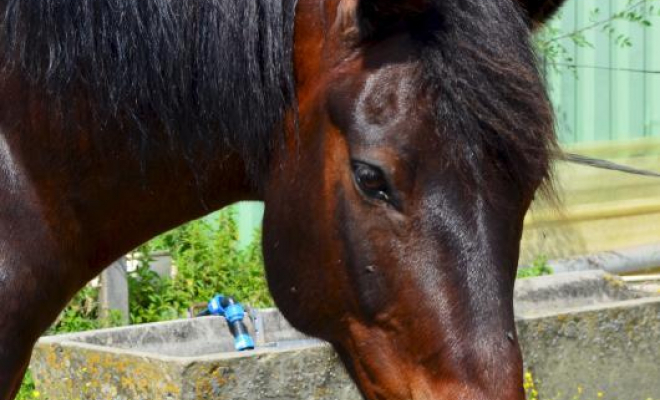 Professionnel du cheval, Mons, Écurie Mons Équitation