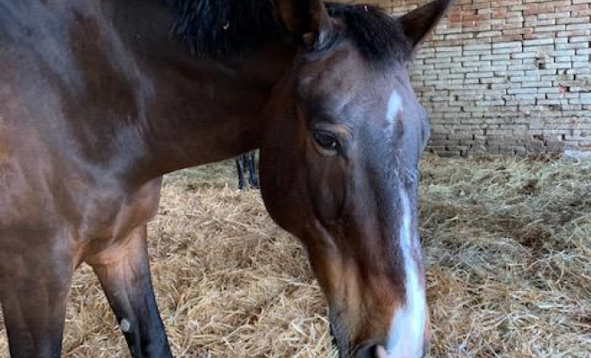 Professionnel du cheval, Mons, Écurie Mons Équitation