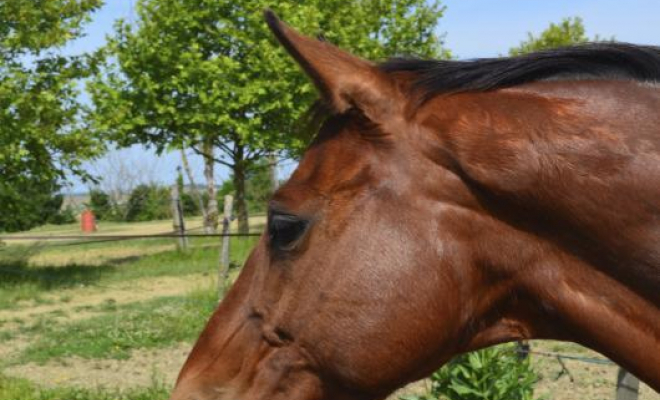 Professionnel du cheval, Mons, Écurie Mons Équitation