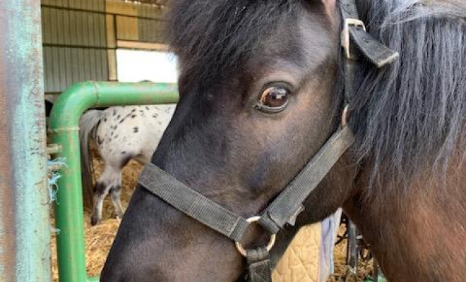 Professionnel du cheval, Mons, Écurie Mons Équitation