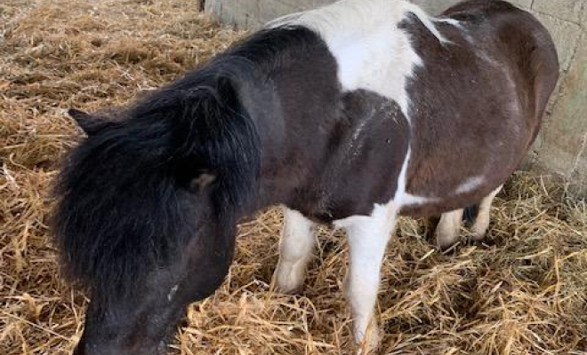 Professionnel du cheval, Mons, Écurie Mons Équitation