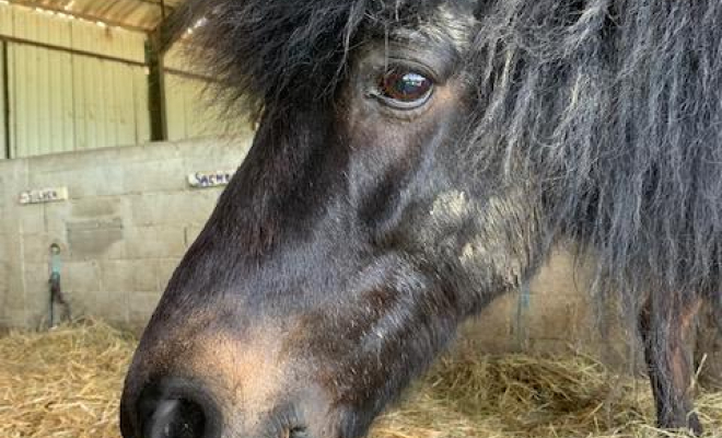 Professionnel du poney, Mons, Écurie Mons Équitation