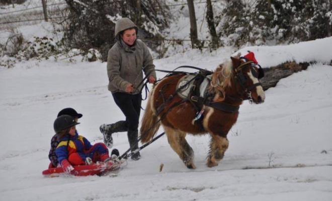 Professionnel du poney, Mons, Écurie Mons Équitation