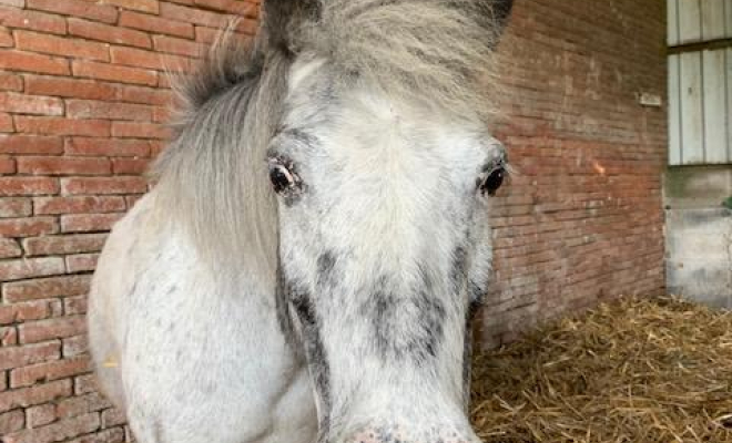 Professionnel du cheval, Mons, Écurie Mons Équitation