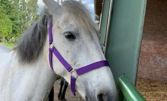 Professionnel du cheval, Mons, Écurie Mons Équitation